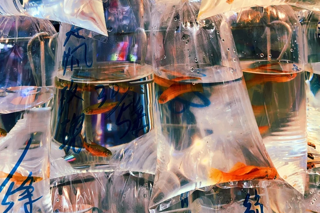 Goldfish Street